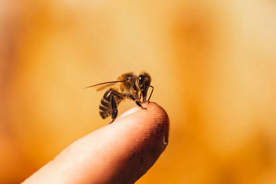 10 duchovních významů včelího bodnutí (symbolismus)