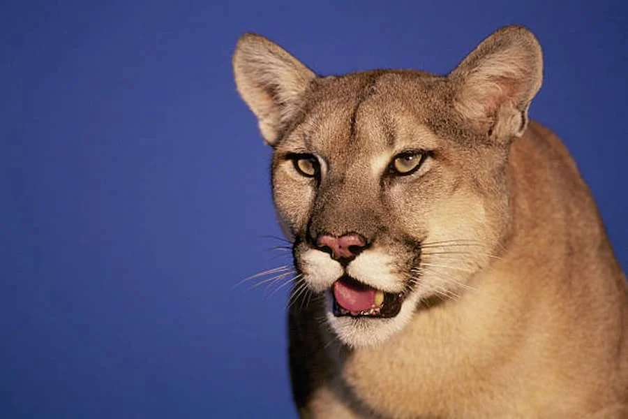 20 Duhovno značenje Cougar & Tumačenja snova