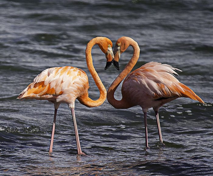 Pomen sanj Flamingos