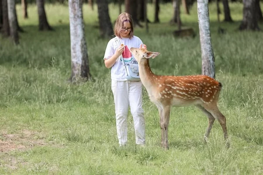 Duhovni pomen Deer & to je simbolizem