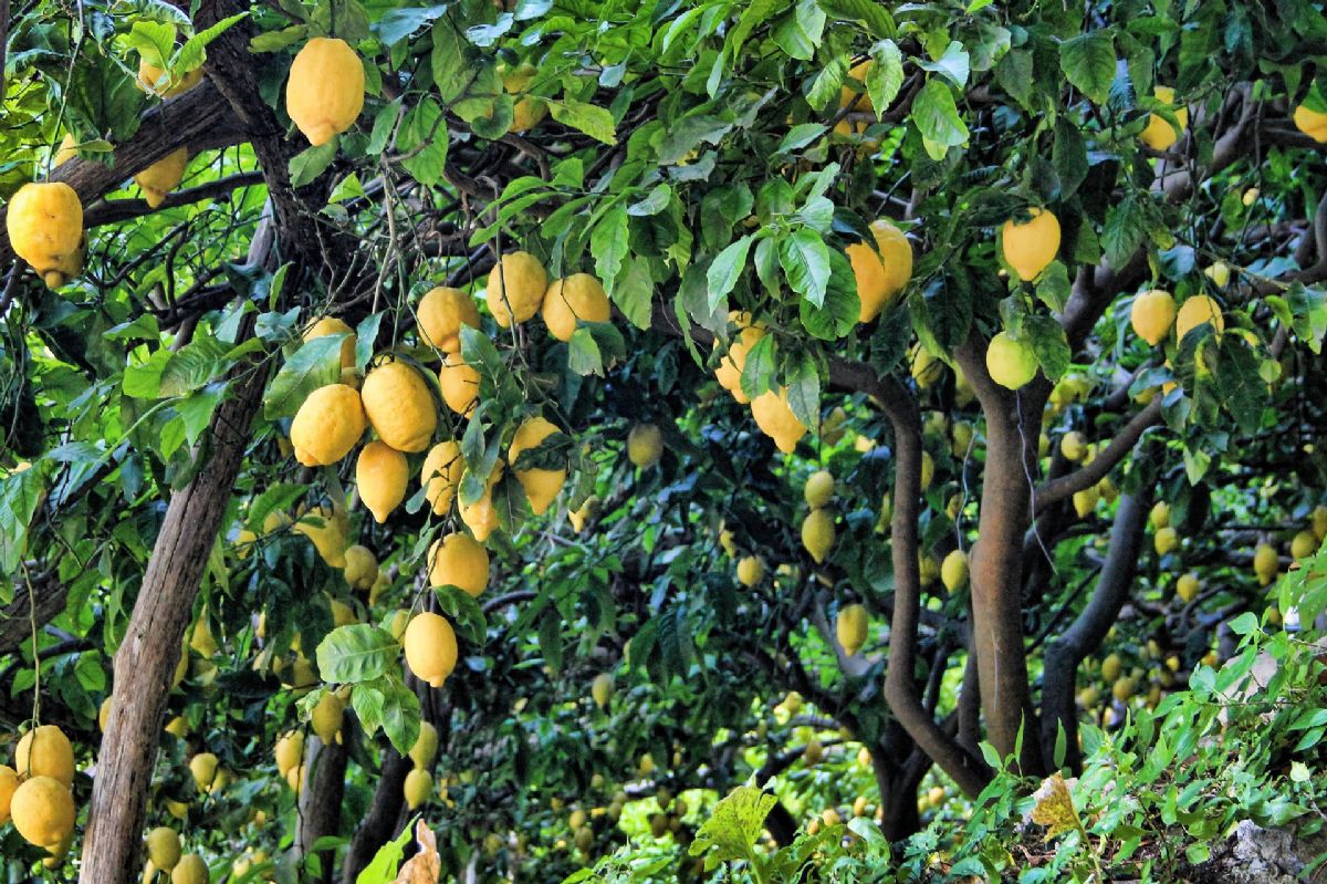 Pomen sanj o limoninem drevesu