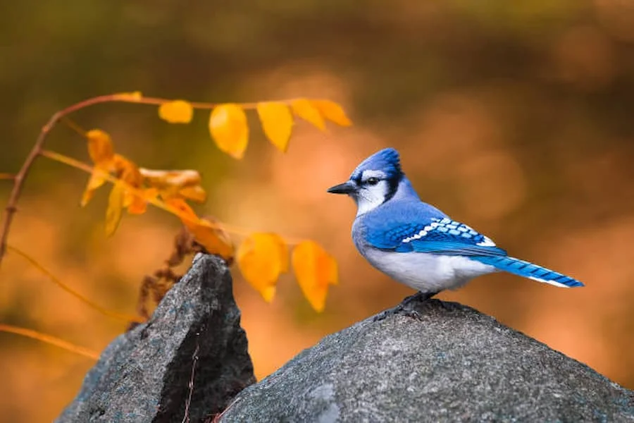 5 Duchovný význam Blue Jay