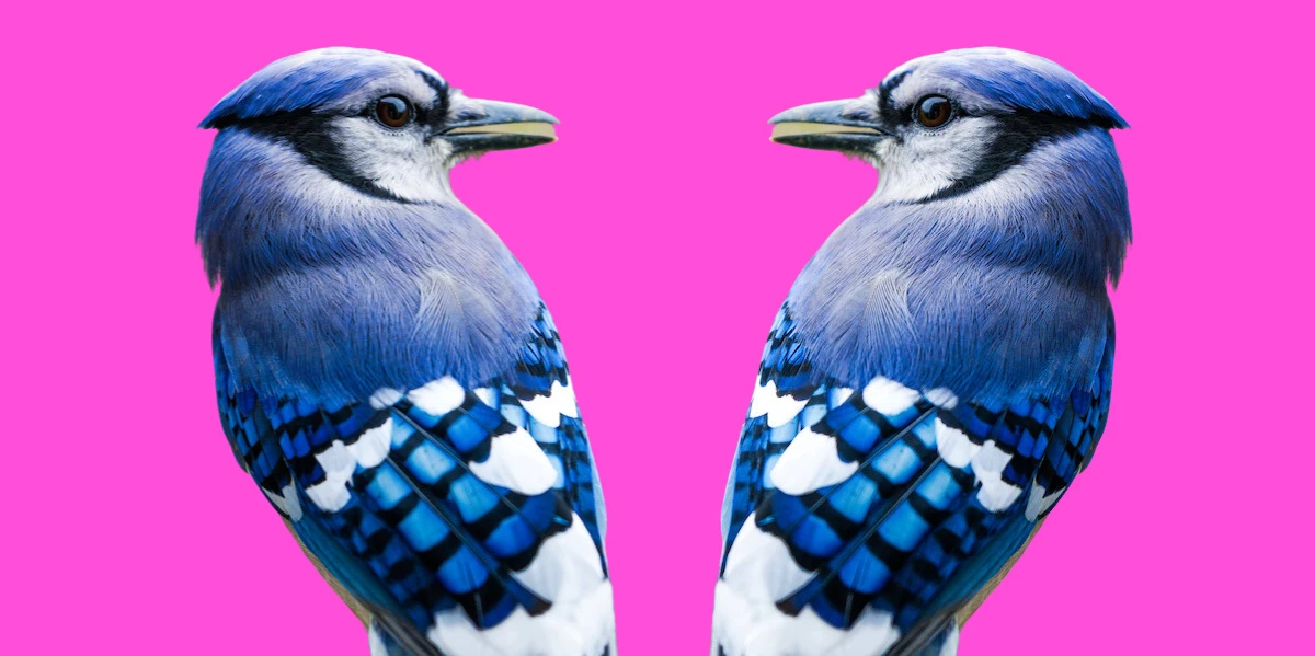 Iná farba Blue Jay Význam