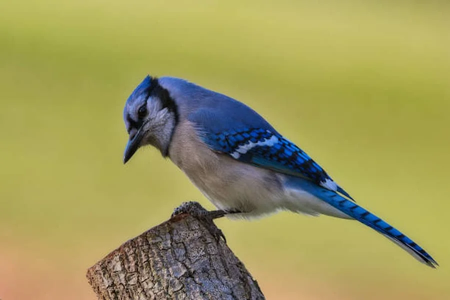 Позитивне та негативне духовне значення Blue Jay