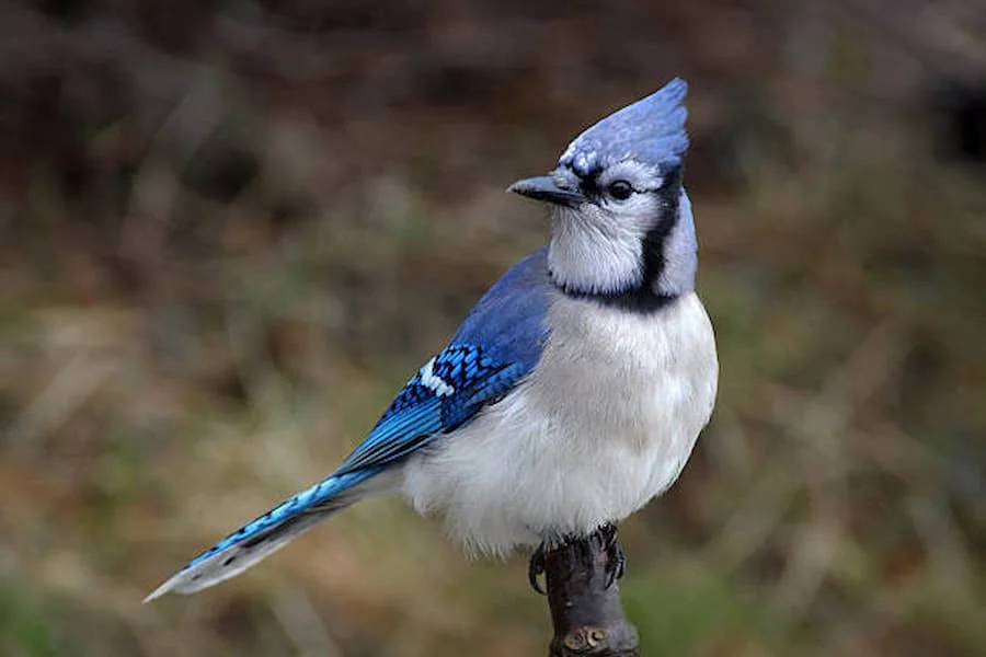 Kdaj morate poklicati Blue Jay na pomoč?