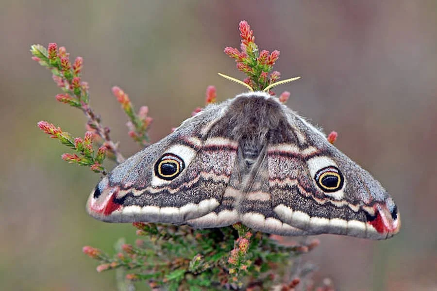 Какво е духовното значение на Moth?